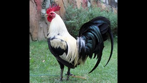 Pampurga sa manok panabong .